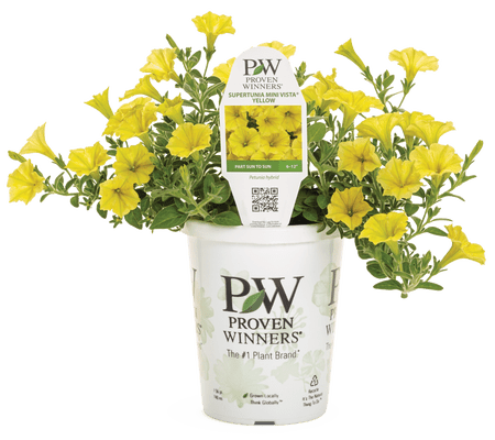 Petunia Supertunia Mini Vista Yellow - LandscapeDirect
