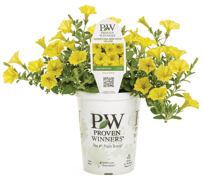 Petunia Supertunia Mini Vista Yellow - LandscapeDirect