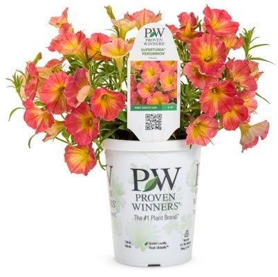 Shop Orange Annuals – LandscapeDirect