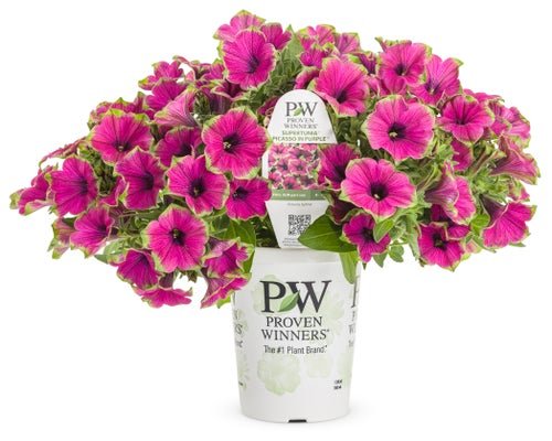 Petunia Supertunia Picasso in Purple - LandscapeDirect