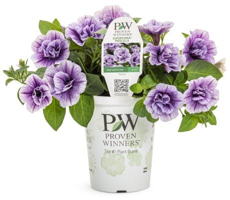 Petunia Supertunia Priscilla - LandscapeDirect