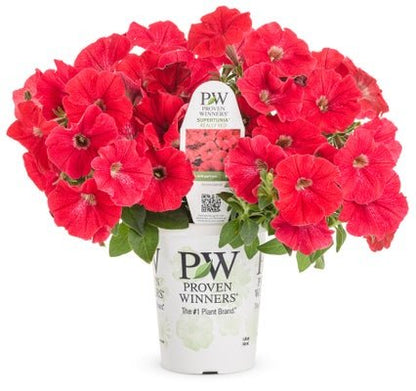 Petunia Supertunia Really Red - LandscapeDirect