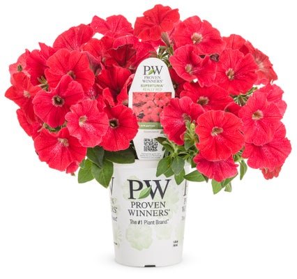 Petunia Supertunia Really Red - LandscapeDirect