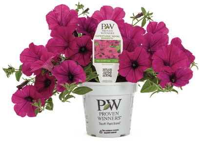 Petunia Supertunia Royal Magenta - LandscapeDirect