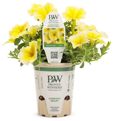 Petunia Supertunia Saffron Finch - LandscapeDirect