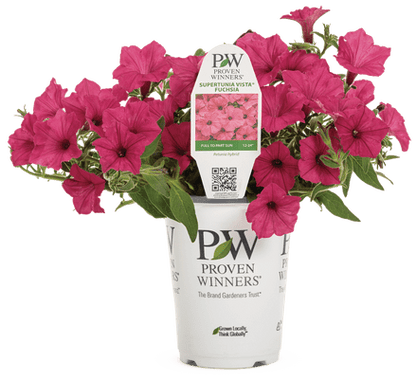 Petunia Supertunia Vista Fuchsia - LandscapeDirect