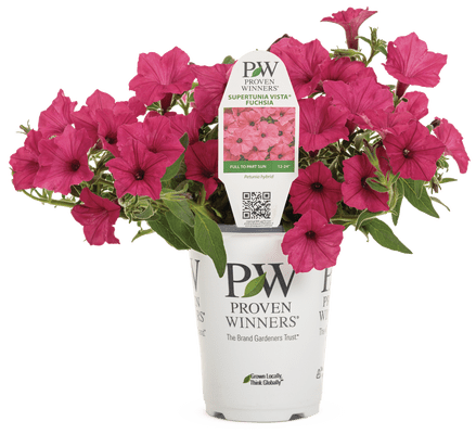 Petunia Supertunia Vista Fuchsia - LandscapeDirect