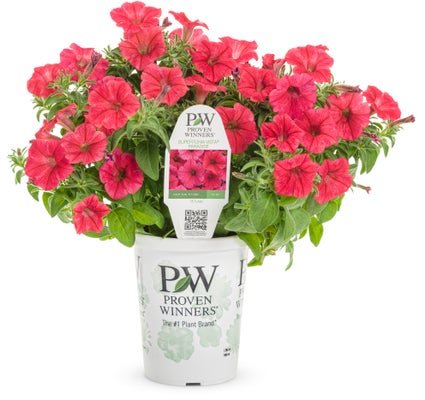 Petunia Supertunia Vista Paradise - LandscapeDirect