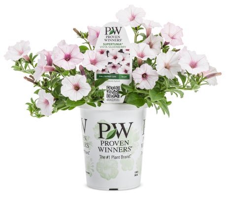 Petunia Supertunia Vista Silverberry - LandscapeDirect