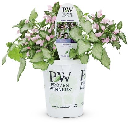 Pink Chablis - LandscapeDirect