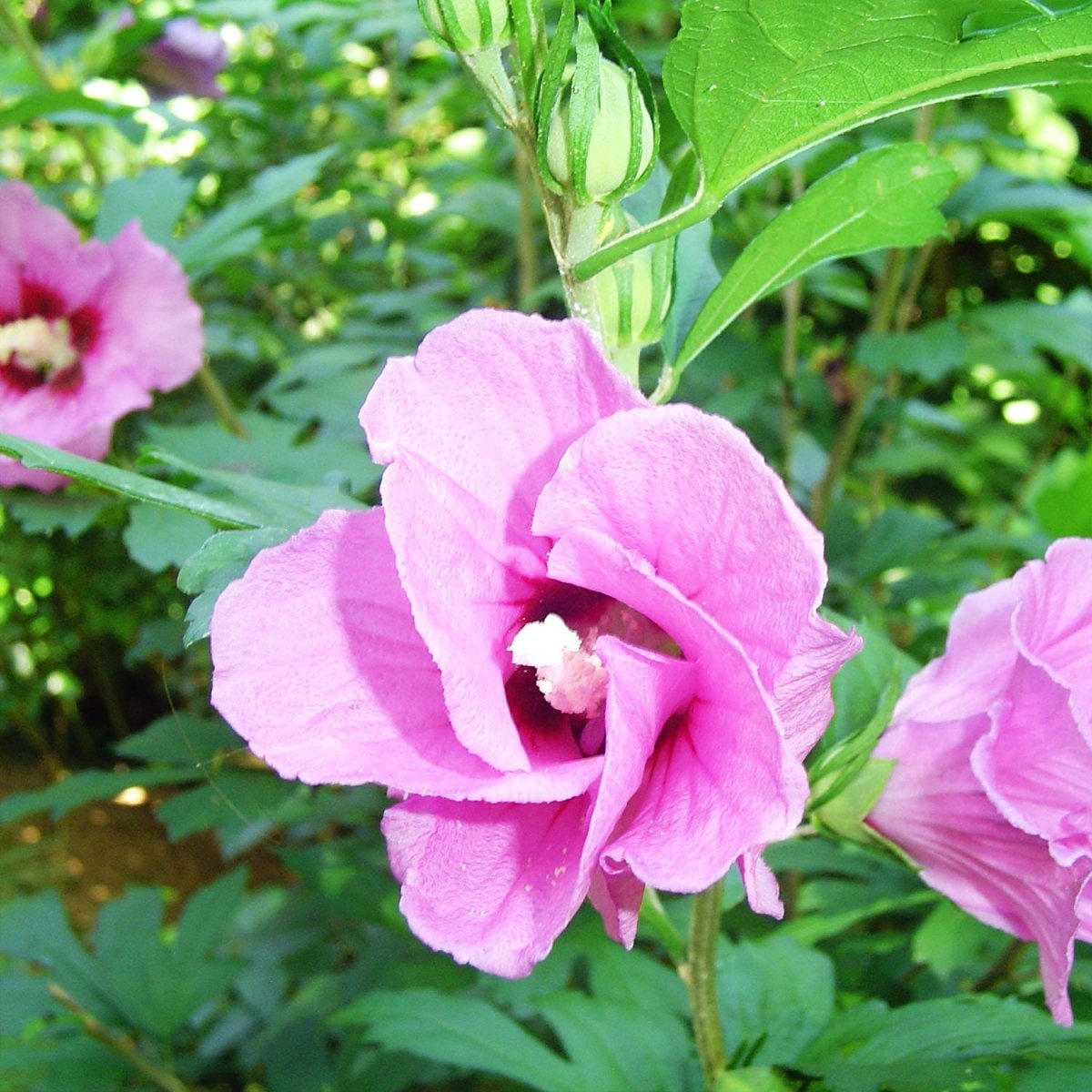 Pink Giant Rose of Sharon/Althea - LandscapeDirect