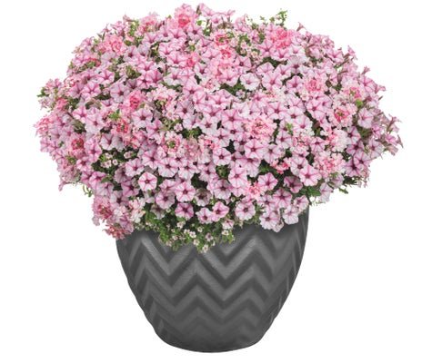 Pink Pearls - Patio Container Kit - LandscapeDirect
