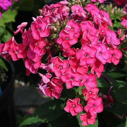 Pink Phlox - LandscapeDirect