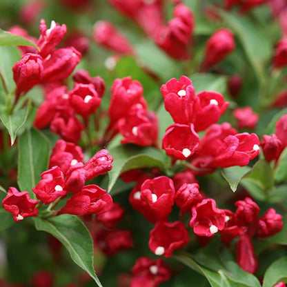Pink Reblooming Weigela - LandscapeDirect