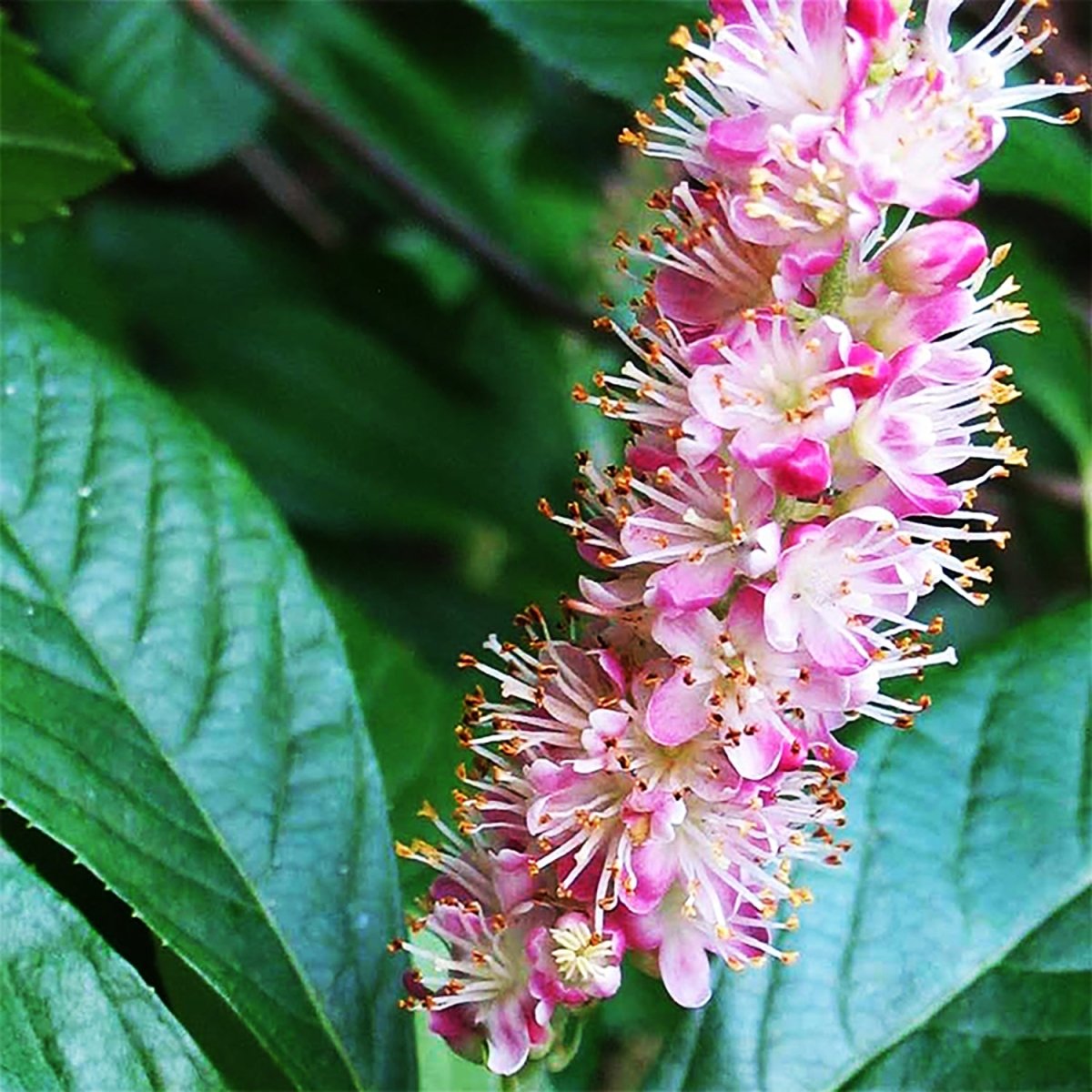 Pink Summersweet - LandscapeDirect