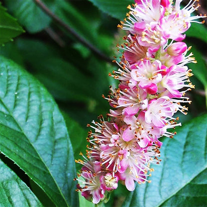 Pink Summersweet - LandscapeDirect