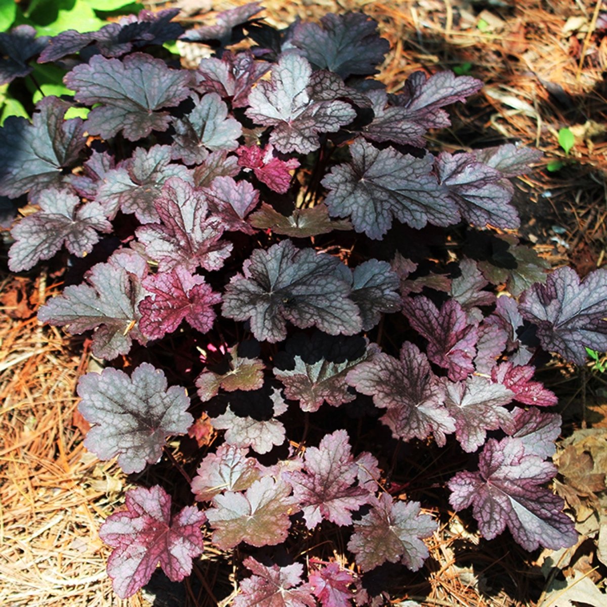 Plum Pudding Coral Bells - LandscapeDirect
