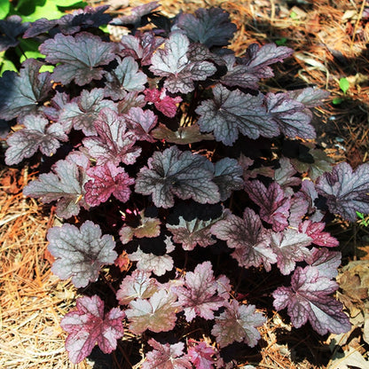 Plum Pudding Coral Bells - LandscapeDirect