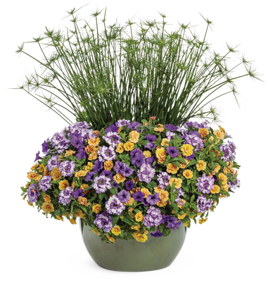 Polar Peach - Patio Container Kit - LandscapeDirect