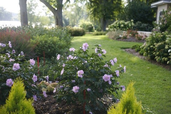 Pollypetite Rose of Sharon - LandscapeDirect