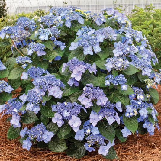 Pop Star - Endless Summer Hydrangea - LandscapeDirect
