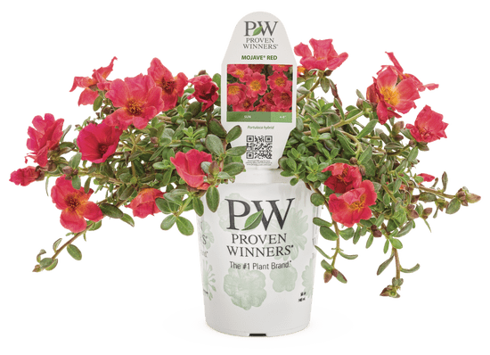 Portulaca Mojave Red - LandscapeDirect