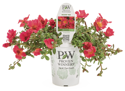 Portulaca Mojave Red - LandscapeDirect