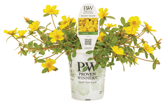 Portulaca Mojave Yellow - LandscapeDirect