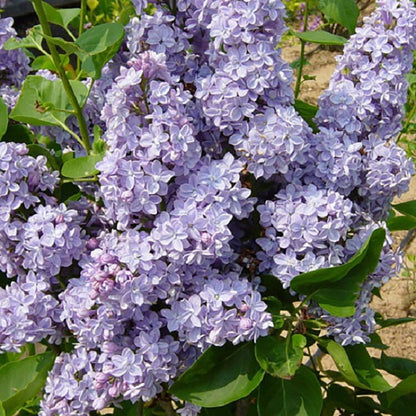 President Grevy French Hybrid Lilac - LandscapeDirect