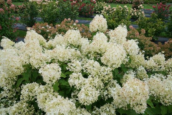 Puffer Fish Panicle Hydrangea - LandscapeDirect