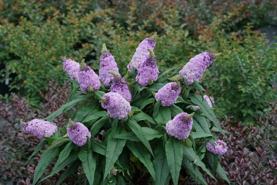 Pugster Amethyst Butterfly Bush - LandscapeDirect