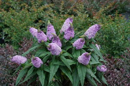 Pugster Amethyst Butterfly Bush - LandscapeDirect