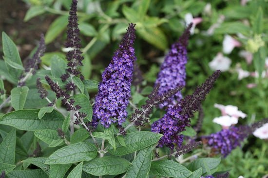 Pugster Blue Butterfly Bush - LandscapeDirect