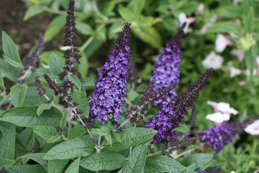 Pugster Blue Butterfly Bush - LandscapeDirect