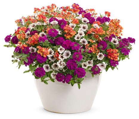 Pumpkin Spice Latte - Patio Container Kit - LandscapeDirect