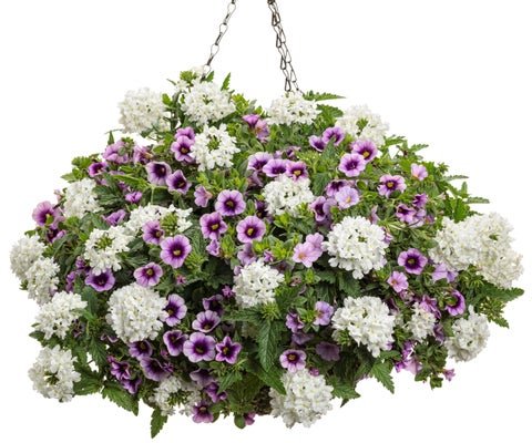 Pure Grace - Hanging Basket Kit - LandscapeDirect