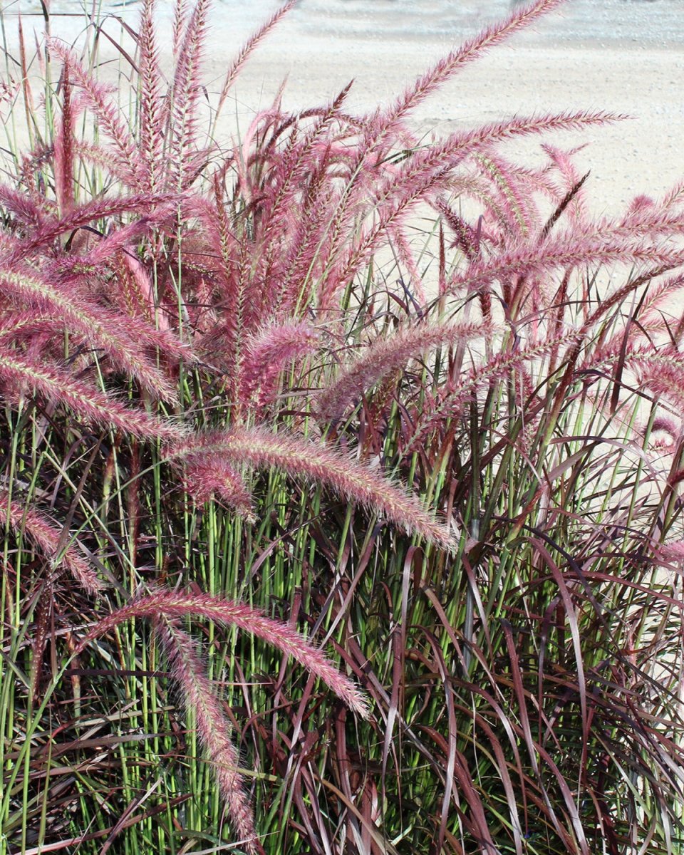Purple Fountain Grass - LandscapeDirect