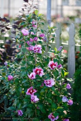 Purple Pillar Rose of Sharon - LandscapeDirect