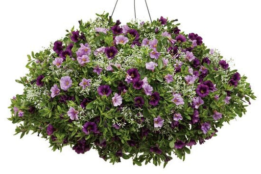 Purple Pizazz - Hanging Basket Kit - LandscapeDirect