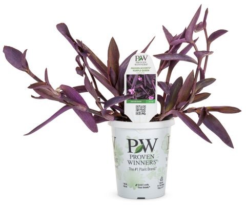 Purple Queen - LandscapeDirect