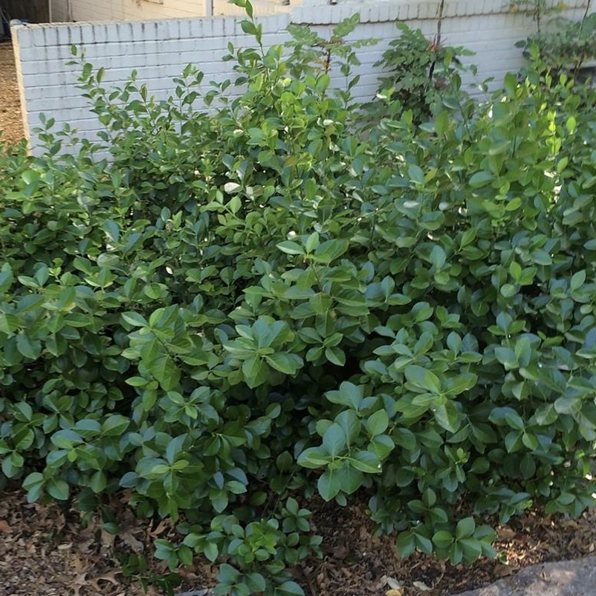 Purpleleaf Wintercreeper - LandscapeDirect