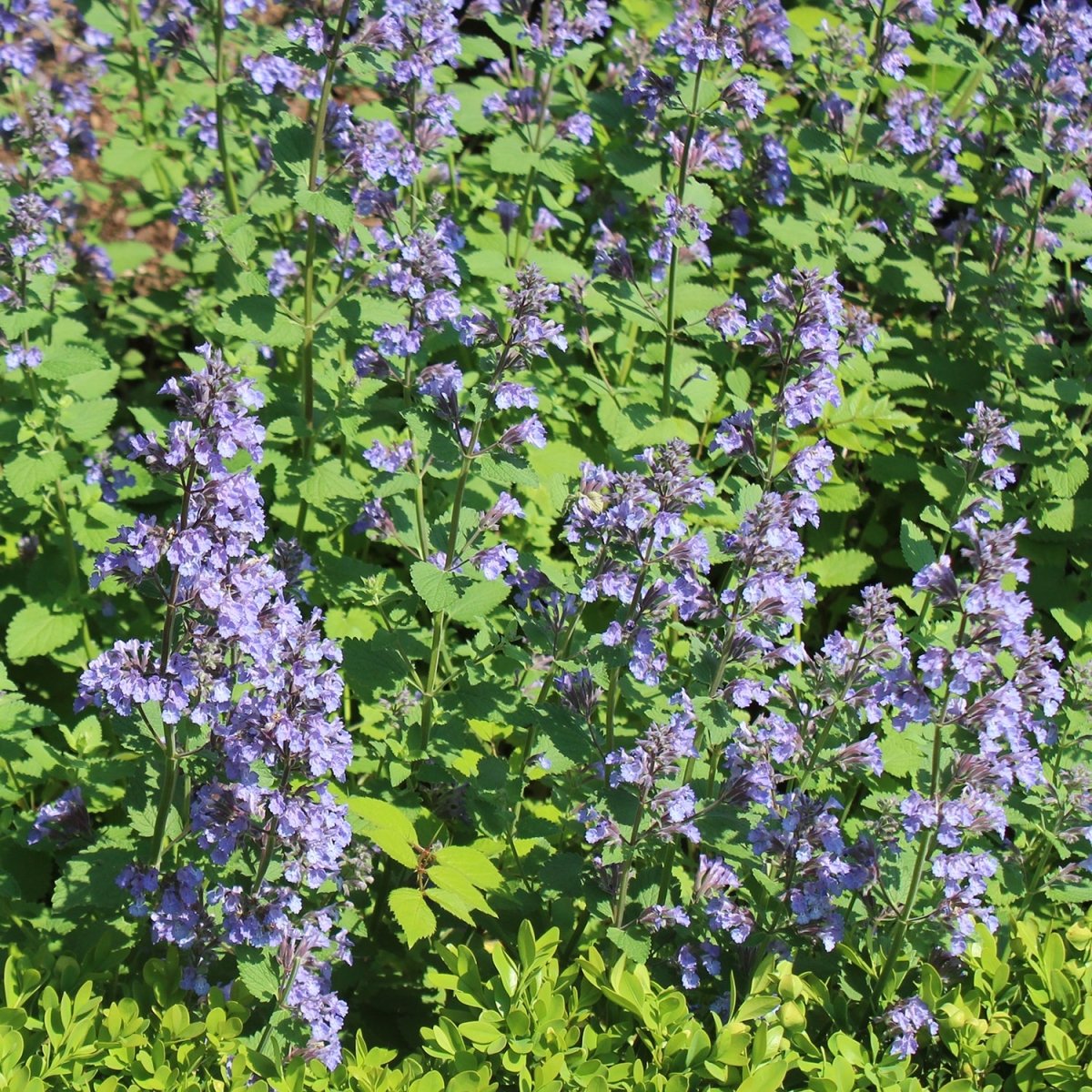 Purrsian Blue Dwarf Catmint - LandscapeDirect