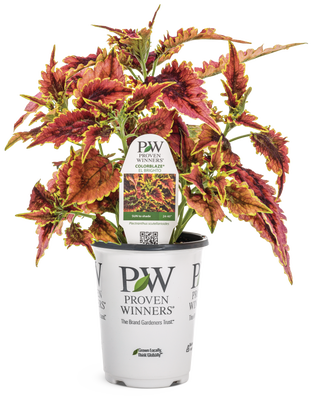 Coleus ColorBlaze® El Brighto