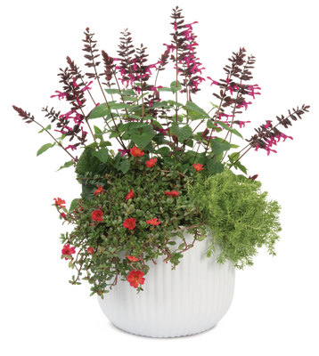 Rain Dance - Patio Container Kit - LandscapeDirect