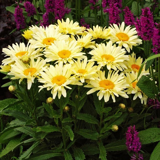 Real Charmer Shasta Daisy - LandscapeDirect