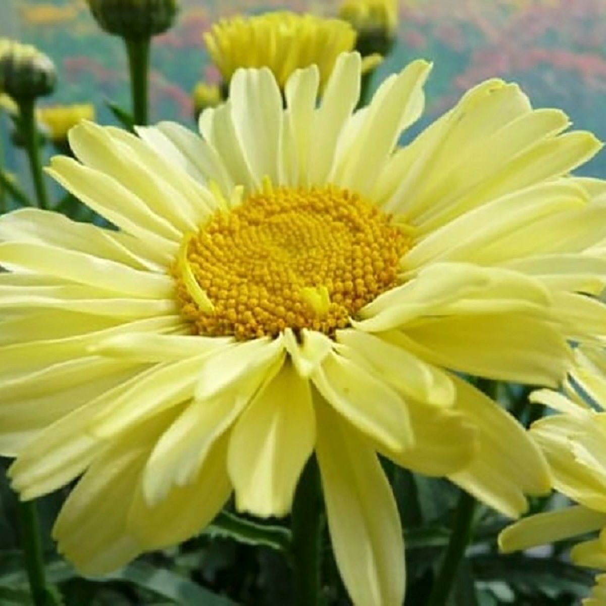 Real Sunbeam Shasta Daisy – LandscapeDirect