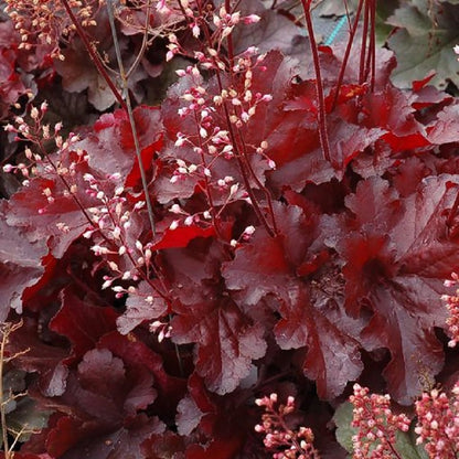 Red Coral Bells - LandscapeDirect