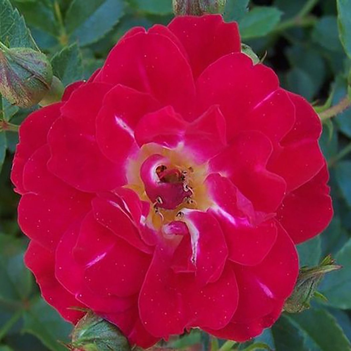 Red Drift Rose - LandscapeDirect