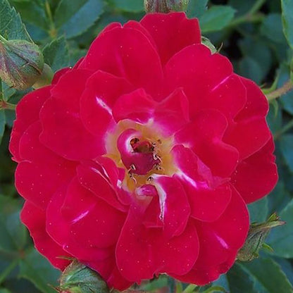 Red Drift Rose - LandscapeDirect