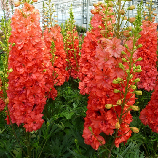 Red Lark Larkspur - LandscapeDirect